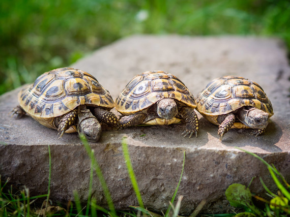 Schildkroeten-Auf-Stein